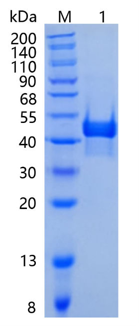 GX00637 Human CA14