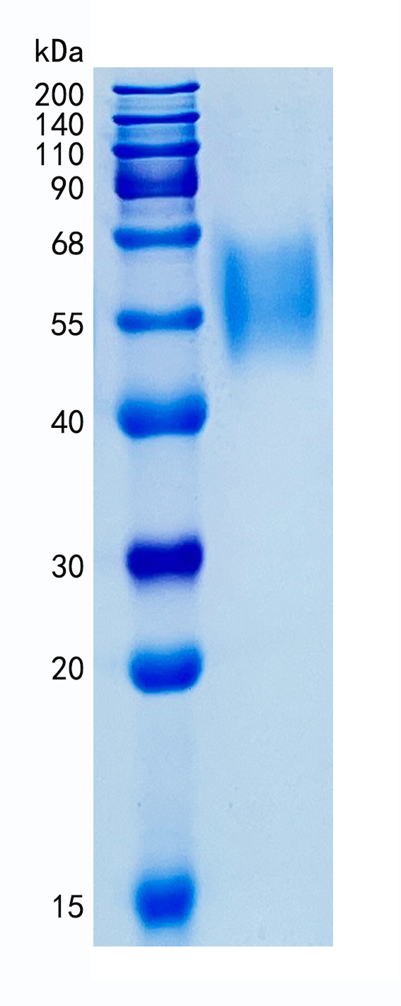 GX00645 Human CD328