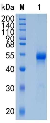 GX00646 Human Netrin G1