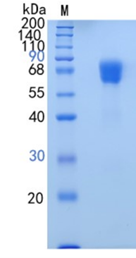 GX00656 Human PD-1