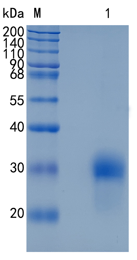 GX00672 Human BMPR1A
