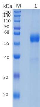 GX00674 Human GFR alpha-1